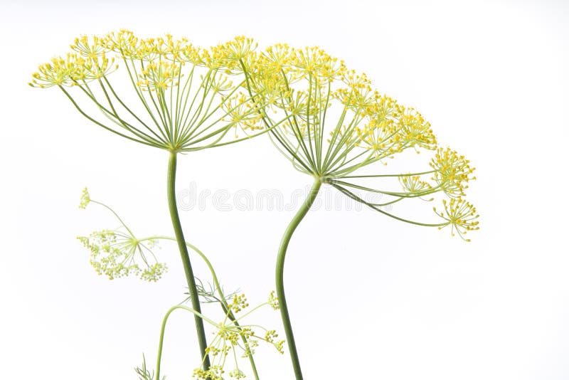 Dill graveolens) stock photo. Image of dill, herbs 1011364