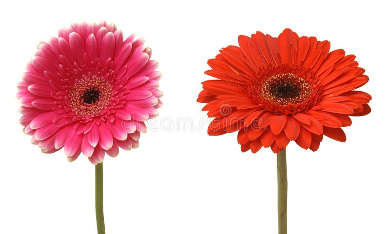 Two flowers stock photography