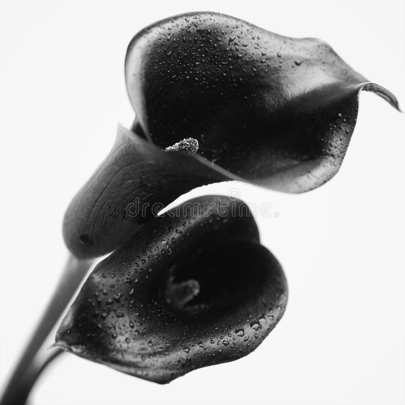 Two flowers of black calla stock image. Image of close 93742875