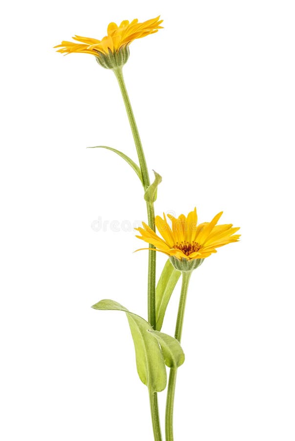 Two flowers of calendula isolated on white background