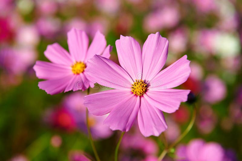 The two flowers of kelsang