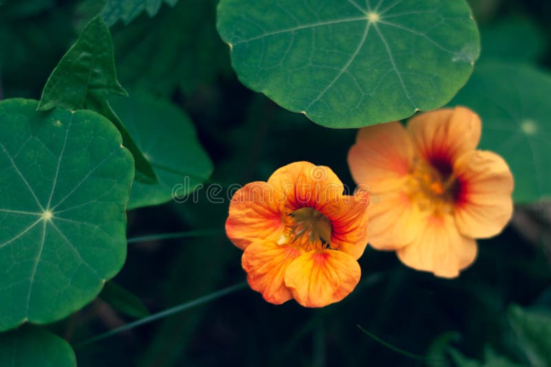 Two Flowers with Orange Dried Petals. and Green Leaves Stock Image