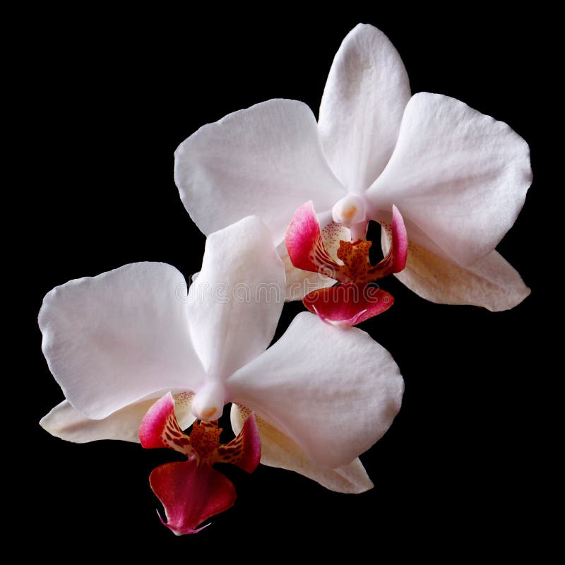 Orchid Black and White stock photo. Image of white, nature 511374