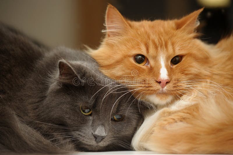 Cats Together on the Mat at the Animal Shelter Stock Image - Image of ...