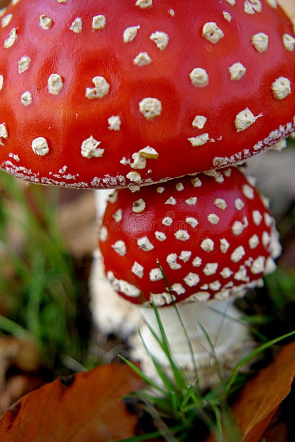 Two fly mushrooms in the autumn