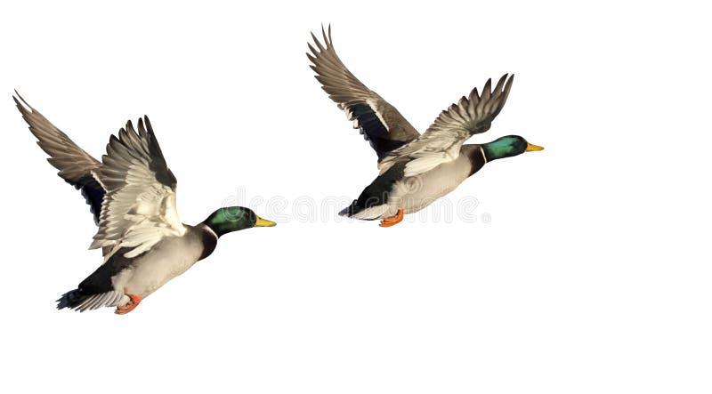 Two Flying Ducks isolated on white background