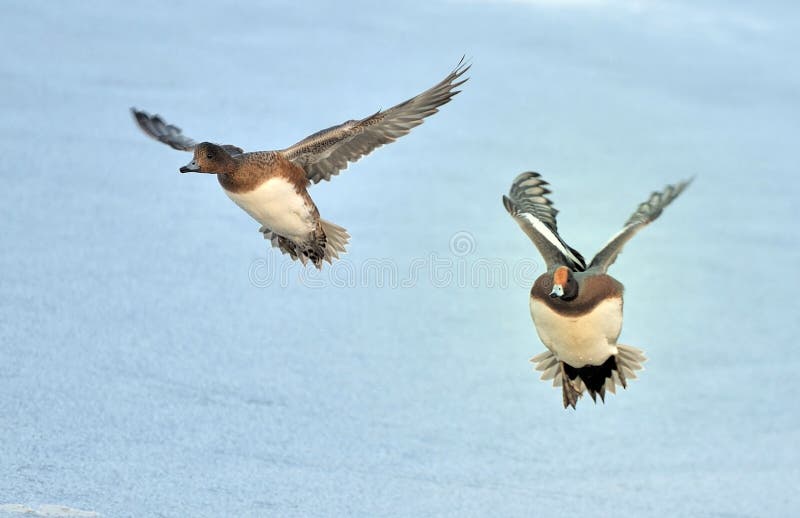 Two flying European Widgeons