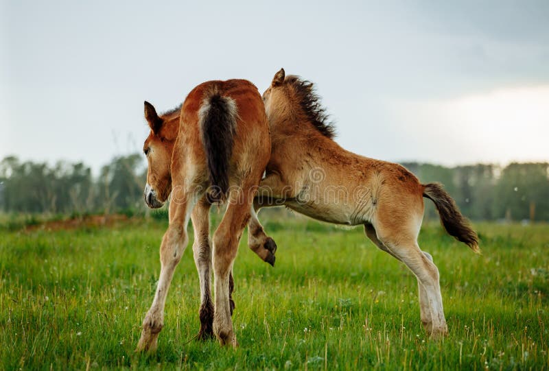 Two foals playing together on the maedow. Summer time. Bay arabian stallion rearing stock images, royalty-free photos and pictures