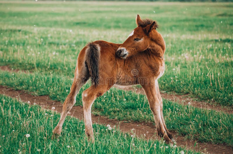 Two foals playing together on the maedow. Summer time. Bay arabian stallion rearing stock images, royalty-free photos and pictures