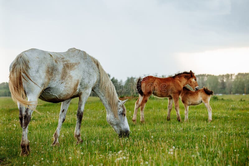 Two foals playing together on the maedow. Summer time. Bay arabian stallion rearing stock images, royalty-free photos and pictures