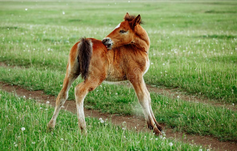 Two foals playing together on the maedow. Summer time. Bay arabian stallion rearing stock images, royalty-free photos and pictures
