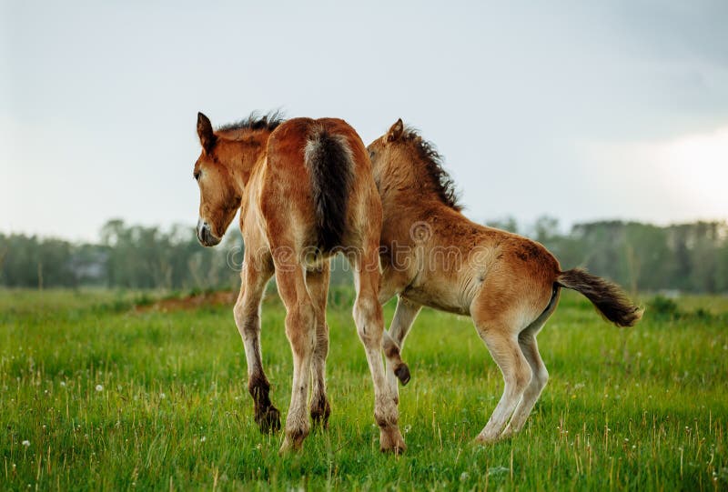 Two foals playing together on the maedow. Summer time. Bay arabian stallion rearing stock images, royalty-free photos and pictures