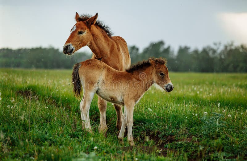 Two foals playing together on the maedow. Summer time. Bay arabian stallion rearing stock images, royalty-free photos and pictures