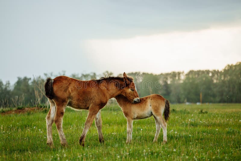 Two foals playing together on the maedow. Summer time. Bay arabian stallion rearing stock images, royalty-free photos and pictures