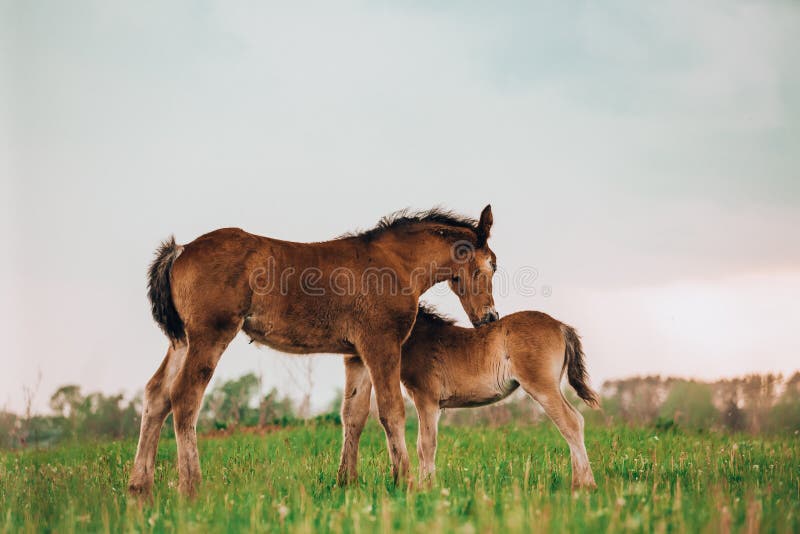 Two foals playing together on the maedow. Summer time. Bay arabian stallion rearing stock images, royalty-free photos and pictures