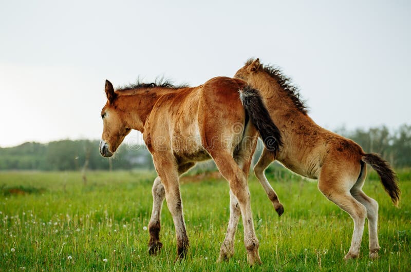 Two foals playing together on the maedow. Summer time. Bay arabian stallion rearing stock images, royalty-free photos and pictures