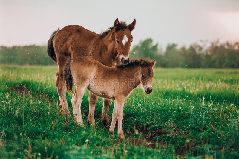Two foals playing together on the maedow. Summer time. Bay arabian stallion rearing stock images, royalty-free photos and pictures