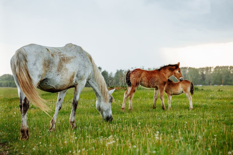 Two foals playing together on the maedow. Summer time. Bay arabian stallion rearing stock images, royalty-free photos and pictures
