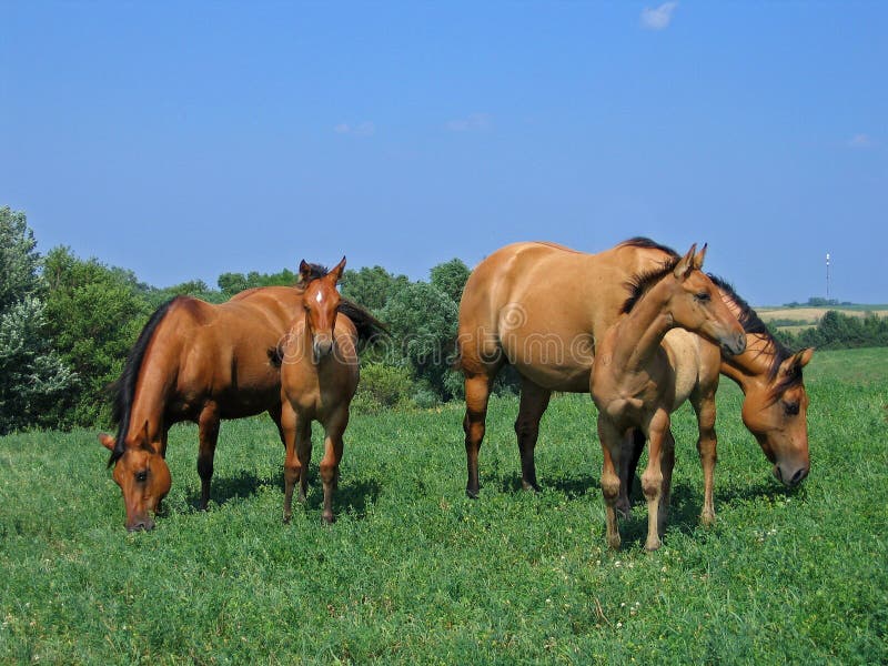 Ricordare trimestre un cavallo cavalle un loro puledri.