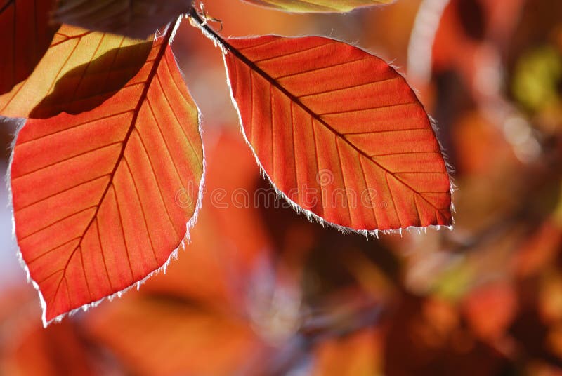 Two foliage