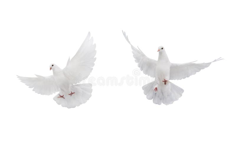 Two free flying white dove isolated on a white