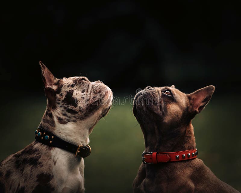 Two French Bulldog Dogs Posing Outdoors Together Stock Photo Image of