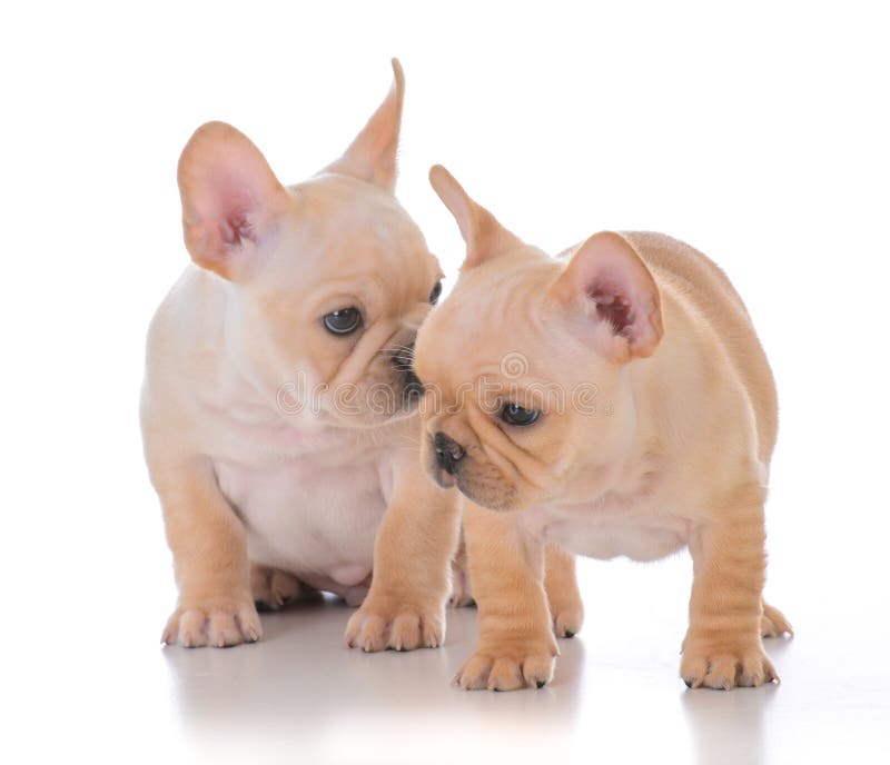 Two french bulldog puppies stock photo. Image of animal - 106360278