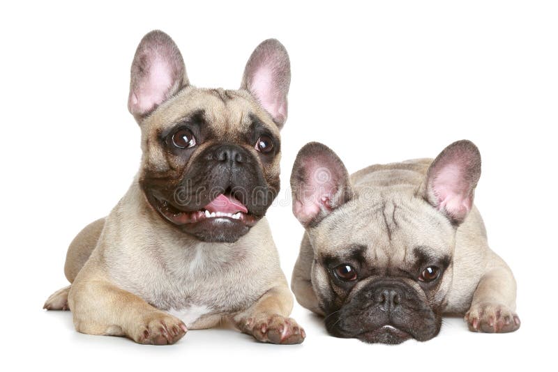 Two French Bulldogs stock image. Image of canine, beautiful - 55182069
