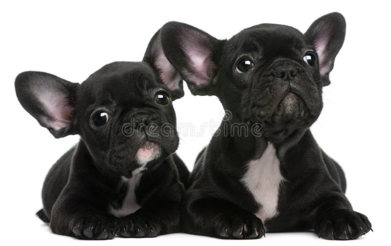 French Bulldog Puppy between Two Pug Puppies Stock Photo - Image of ...