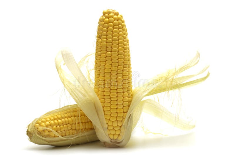 Two fresh corns stock photo