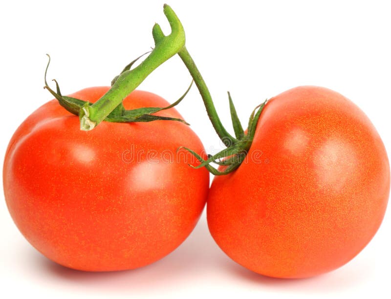 Two fresh juicy red bunch tomatoes on white