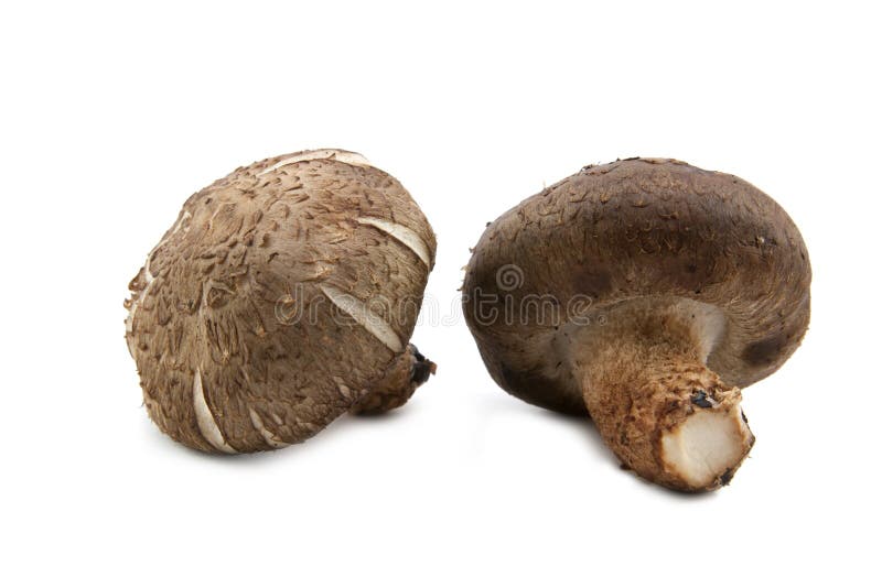 Fresh shiitake mushroom stock photo. Image of nutrition 43460108