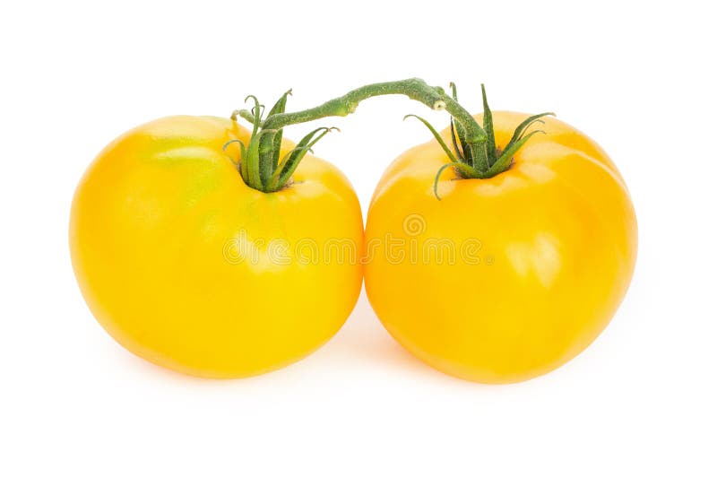 Two Fresh Yellow Tomatoes. Isolated on White Background Stock Photo