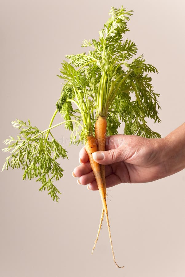 Two freshly picked young carrots