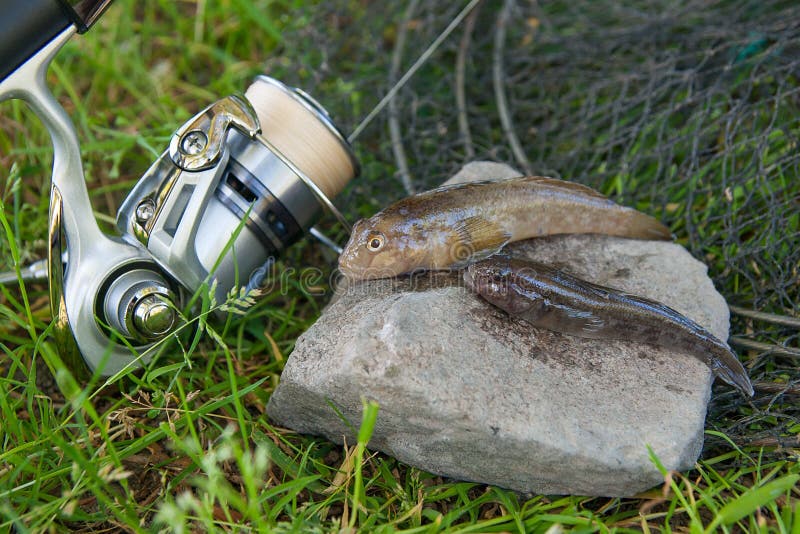 Freshwater bullhead fish or round goby fish known as Neogobius melanostomus and Neogobius fluviatilis pallasi just taken from the water. Two raw bullhead fish called goby fish on grey stone background and fishing rod with reel on natural background. Freshwater bullhead fish or round goby fish known as Neogobius melanostomus and Neogobius fluviatilis pallasi just taken from the water. Two raw bullhead fish called goby fish on grey stone background and fishing rod with reel on natural background