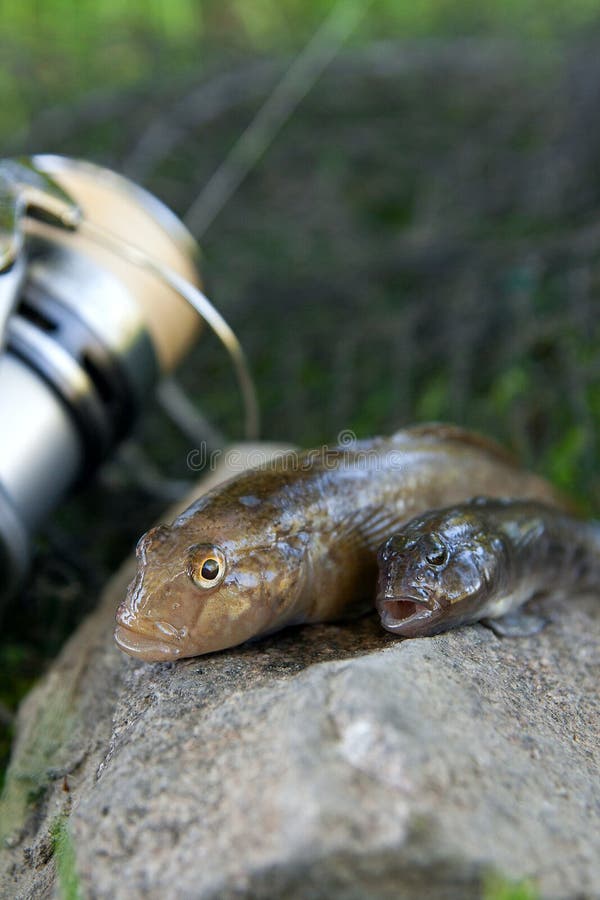 Freshwater bullhead fish or round goby fish known as Neogobius melanostomus and Neogobius fluviatilis pallasi just taken from the water. Two raw bullhead fish called goby fish on grey stone background and fishing rod with reel on natural background. Freshwater bullhead fish or round goby fish known as Neogobius melanostomus and Neogobius fluviatilis pallasi just taken from the water. Two raw bullhead fish called goby fish on grey stone background and fishing rod with reel on natural background