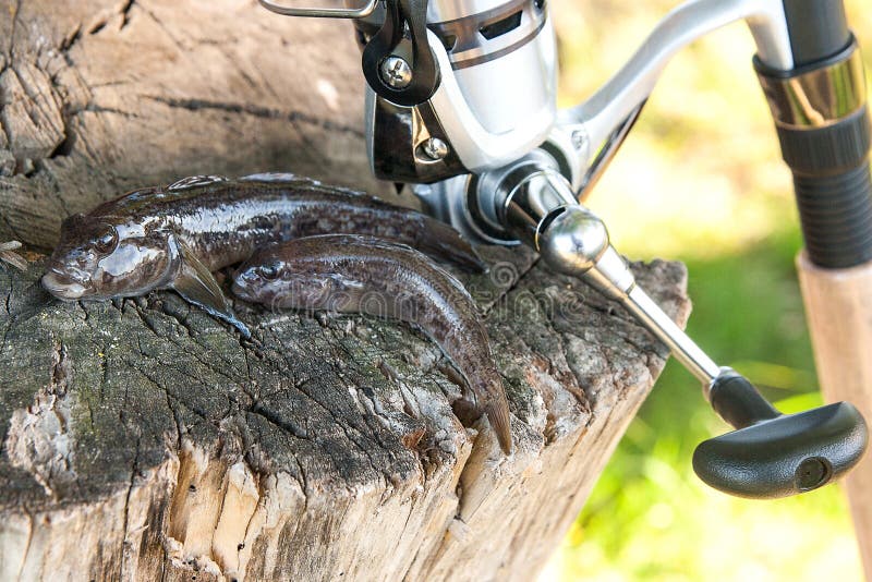 Freshwater bullhead fish or round goby fish known as Neogobius melanostomus and Neogobius fluviatilis pallasi just taken from the water. Two raw bullhead fish called goby fish and fishing rod with reel on natural vintage wooden background. Freshwater bullhead fish or round goby fish known as Neogobius melanostomus and Neogobius fluviatilis pallasi just taken from the water. Two raw bullhead fish called goby fish and fishing rod with reel on natural vintage wooden background