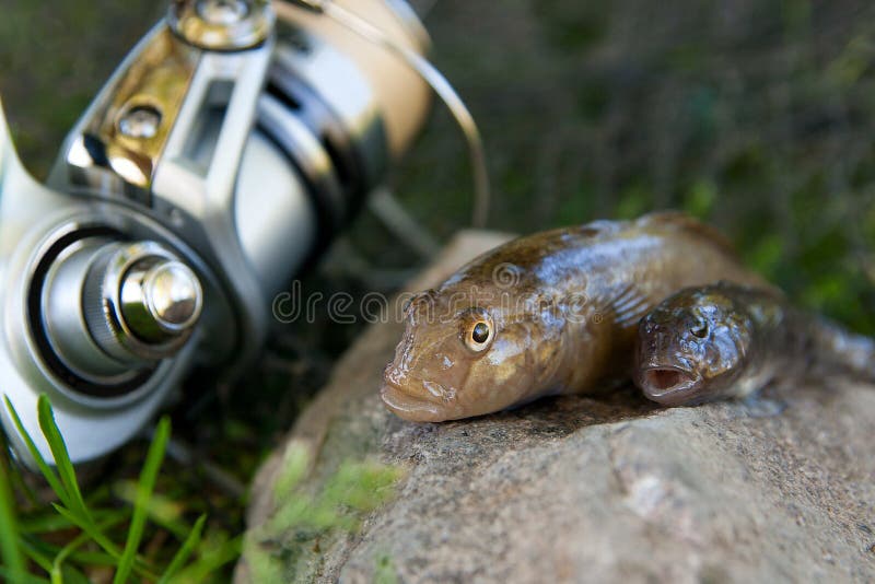Freshwater bullhead fish or round goby fish known as Neogobius melanostomus and Neogobius fluviatilis pallasi just taken from the water. Two raw bullhead fish called goby fish on grey stone background and fishing rod with reel on natural background. Freshwater bullhead fish or round goby fish known as Neogobius melanostomus and Neogobius fluviatilis pallasi just taken from the water. Two raw bullhead fish called goby fish on grey stone background and fishing rod with reel on natural background