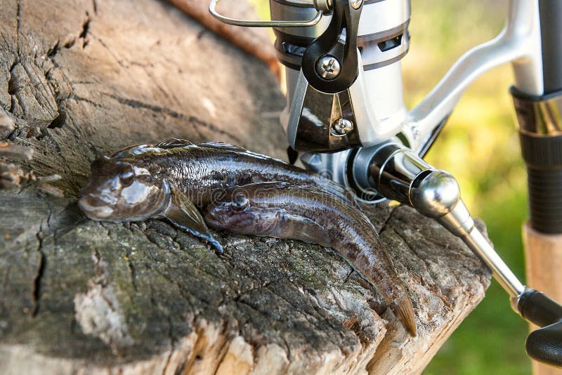 Freshwater bullhead fish or round goby fish known as Neogobius melanostomus and Neogobius fluviatilis pallasi just taken from the water. Two raw bullhead fish called goby fish and fishing rod with reel on natural vintage wooden background. Freshwater bullhead fish or round goby fish known as Neogobius melanostomus and Neogobius fluviatilis pallasi just taken from the water. Two raw bullhead fish called goby fish and fishing rod with reel on natural vintage wooden background