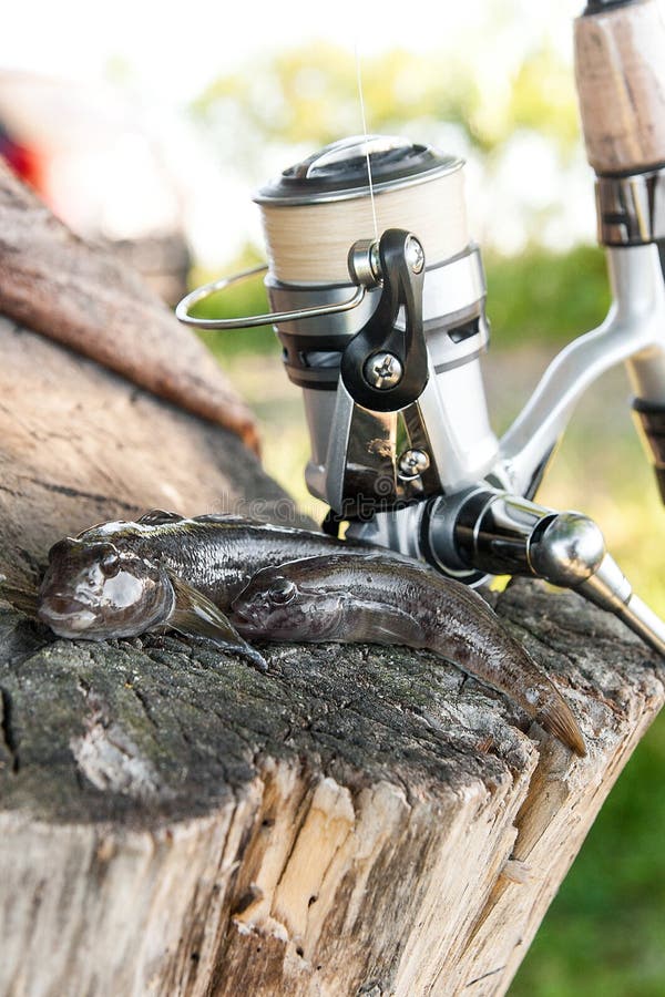 Freshwater bullhead fish or round goby fish known as Neogobius melanostomus and Neogobius fluviatilis pallasi just taken from the water. Two raw bullhead fish called goby fish and fishing rod with reel on natural vintage wooden background. Freshwater bullhead fish or round goby fish known as Neogobius melanostomus and Neogobius fluviatilis pallasi just taken from the water. Two raw bullhead fish called goby fish and fishing rod with reel on natural vintage wooden background