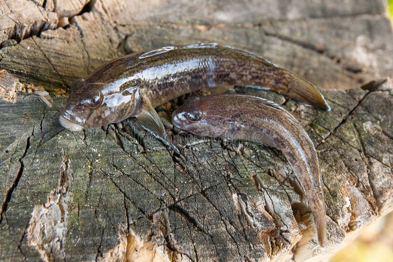 Freshwater bullhead fish or round goby fish known as Neogobius melanostomus and Neogobius fluviatilis pallasi just taken from the water. Two raw bullhead fish called goby fish on natural vintage wooden background. Freshwater bullhead fish or round goby fish known as Neogobius melanostomus and Neogobius fluviatilis pallasi just taken from the water. Two raw bullhead fish called goby fish on natural vintage wooden background