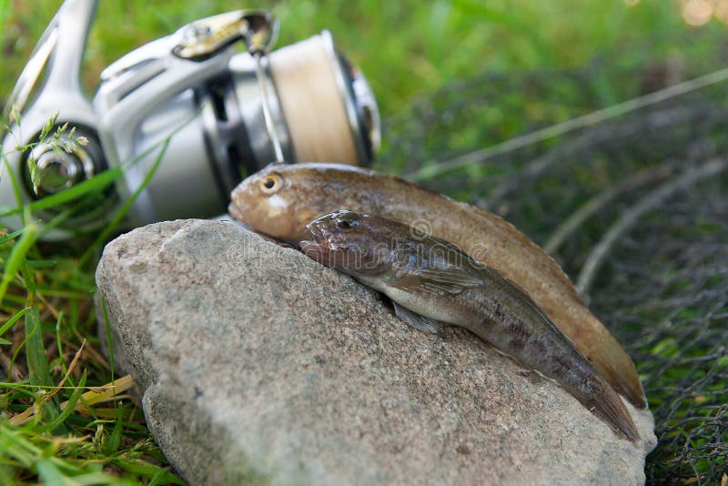 Freshwater bullhead fish or round goby fish known as Neogobius melanostomus and Neogobius fluviatilis pallasi just taken from the water. Two raw bullhead fish called goby fish on grey stone background and fishing rod with reel on natural background. Freshwater bullhead fish or round goby fish known as Neogobius melanostomus and Neogobius fluviatilis pallasi just taken from the water. Two raw bullhead fish called goby fish on grey stone background and fishing rod with reel on natural background