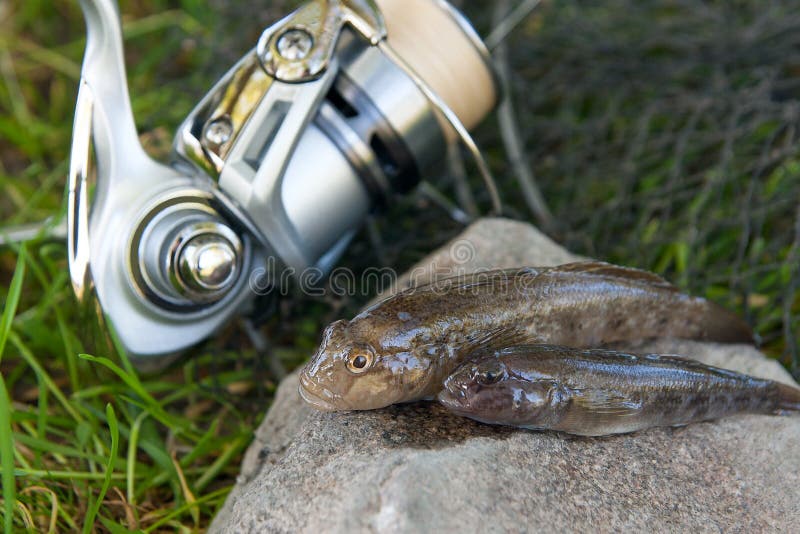 Freshwater bullhead fish or round goby fish known as Neogobius melanostomus and Neogobius fluviatilis pallasi just taken from the water. Two raw bullhead fish called goby fish on grey stone background and fishing rod with reel on natural background. Freshwater bullhead fish or round goby fish known as Neogobius melanostomus and Neogobius fluviatilis pallasi just taken from the water. Two raw bullhead fish called goby fish on grey stone background and fishing rod with reel on natural background