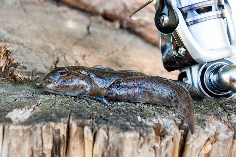 Freshwater bullhead fish or round goby fish known as Neogobius melanostomus and Neogobius fluviatilis pallasi just taken from the water. Two raw bullhead fish called goby fish and fishing rod with reel on natural vintage wooden background. Freshwater bullhead fish or round goby fish known as Neogobius melanostomus and Neogobius fluviatilis pallasi just taken from the water. Two raw bullhead fish called goby fish and fishing rod with reel on natural vintage wooden background