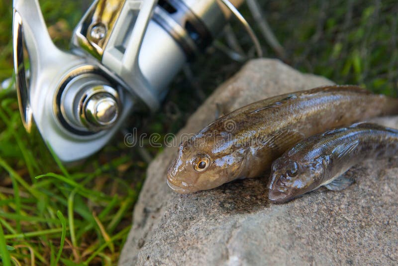 Freshwater bullhead fish or round goby fish known as Neogobius melanostomus and Neogobius fluviatilis pallasi just taken from the water. Two raw bullhead fish called goby fish on grey stone background and fishing rod with reel on natural background. Freshwater bullhead fish or round goby fish known as Neogobius melanostomus and Neogobius fluviatilis pallasi just taken from the water. Two raw bullhead fish called goby fish on grey stone background and fishing rod with reel on natural background