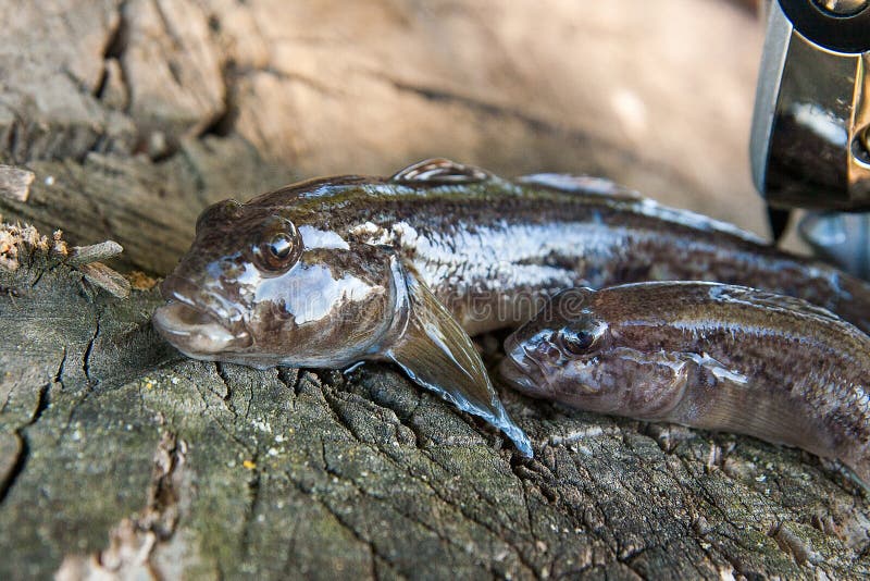 Freshwater bullhead fish or round goby fish known as Neogobius melanostomus and Neogobius fluviatilis pallasi just taken from the water. Two raw bullhead fish called goby fish and fishing rod with reel on natural vintage wooden background. Freshwater bullhead fish or round goby fish known as Neogobius melanostomus and Neogobius fluviatilis pallasi just taken from the water. Two raw bullhead fish called goby fish and fishing rod with reel on natural vintage wooden background