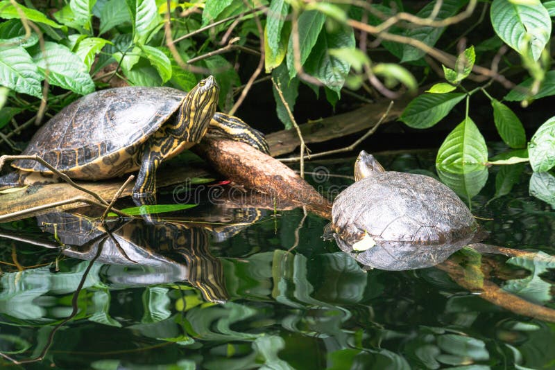 Freshwater Turtles Freshwater Turtles are Small or Mediumsized Turtles