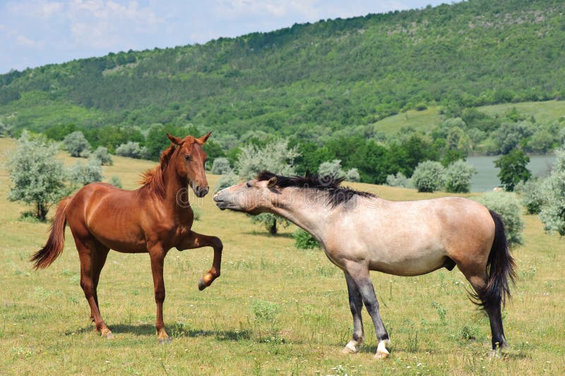 Two friendly horses stock photo. Image of nature, mare 10182968