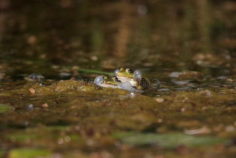 Frogs Fighting Fate: The Unthinkable Showdown Between These Two!