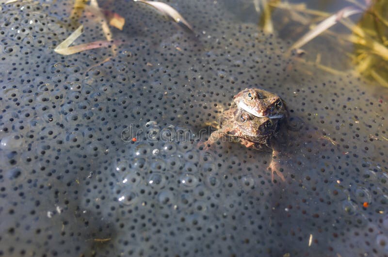 Two frogs mate among thousands of frog eggs. In Vasteras, Sweden animal